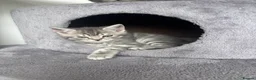 Scottish Fold cats for sale: British shorthair and Scottish straight mix  - Advert 17