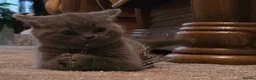 British Shorthair cats for sale: Two Stunning Pedigree British Shorthair Girls - Advert 11
