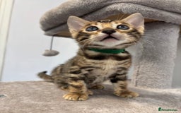 Bengal cats for sale: Silver Charcoal and Brown rosetted Bengal kittens  - Image 10