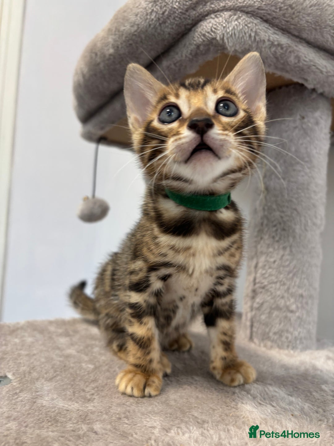 Bengal cats for sale: Silver Charcoal and Brown rosetted Bengal kittens  - Image 10