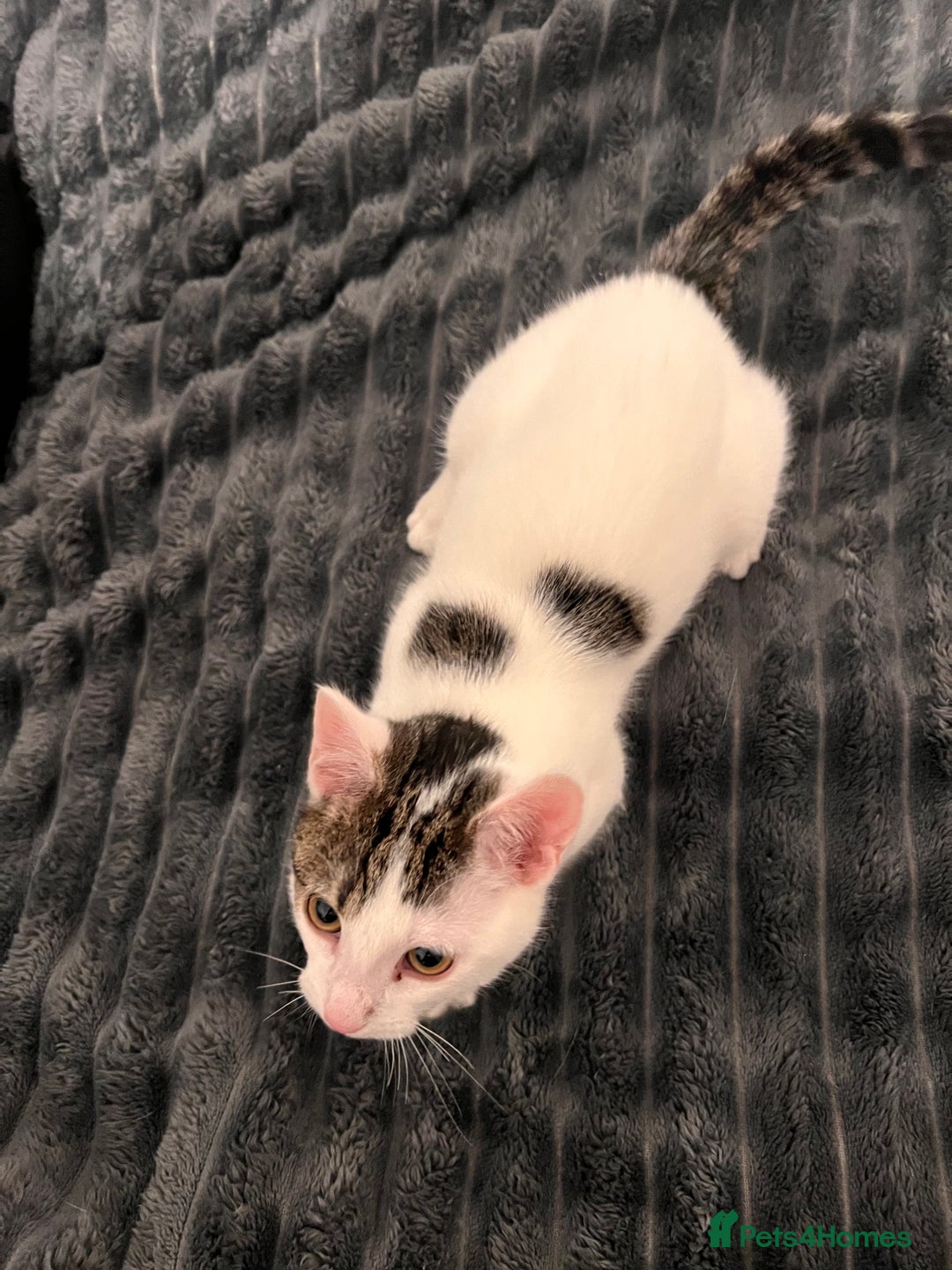 Mixed Breed cats for sale: 2 Kittens for sale 2 girls, Welcome to view  - Advert 8