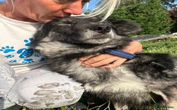 Mixed Breed dogs for adoption: Roberto - Norwich Norfolk  - Image 8