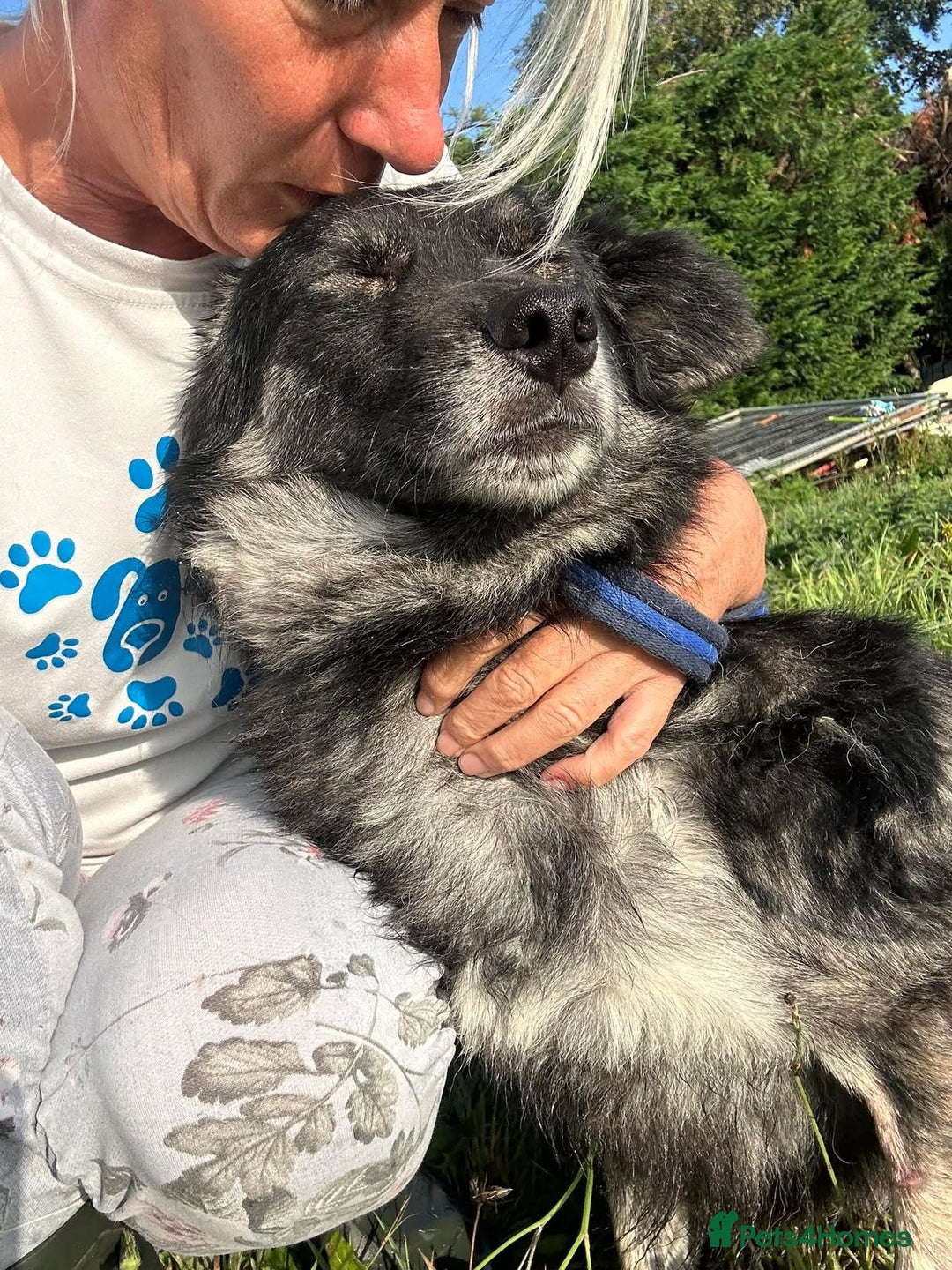 Mixed Breed dogs for adoption: Roberto - Norwich Norfolk  - Image 8
