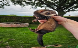 Ferret rodents for sale: Top Quality Ferret kits - Standard and Semi Micro - Image 3