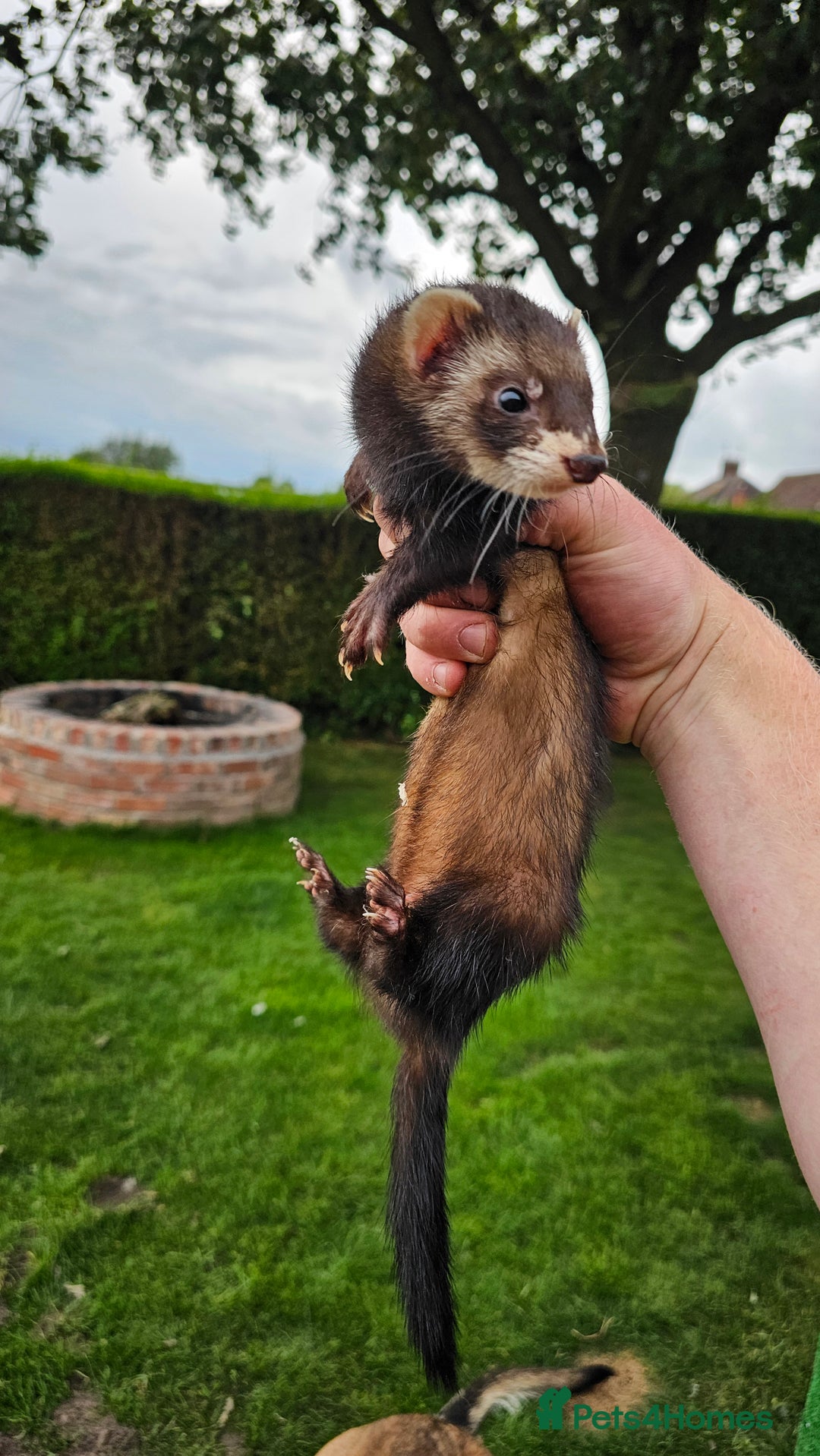 Ferret rodents for sale: Top Quality Ferret kits - Standard and Semi Micro - Image 3
