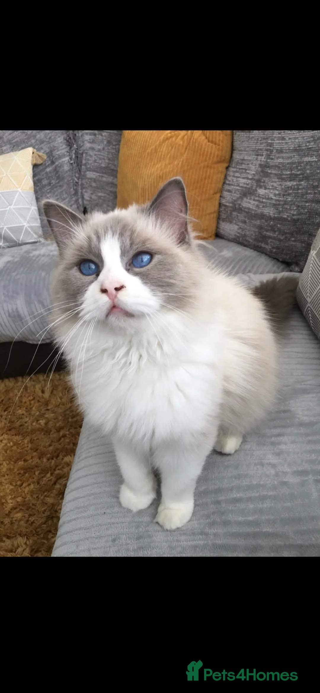 Ragdoll cats for sale: TICA REGISTERED KITTENS/Active - Advert 15