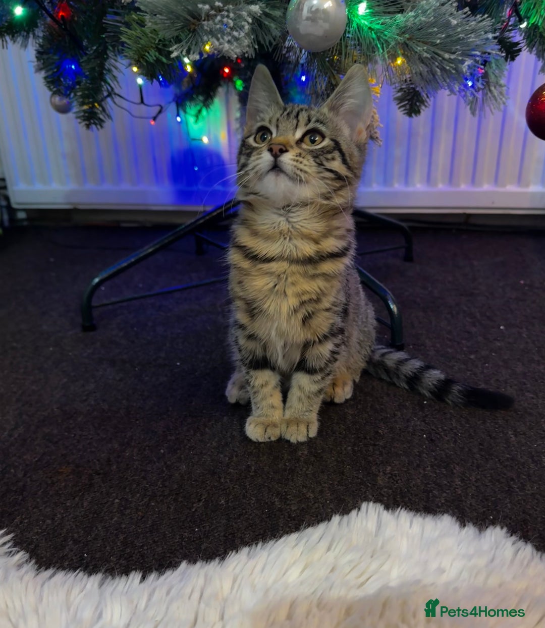 Mixed Breed cats for sale: Tabby 4 M kitten female - Advert 3