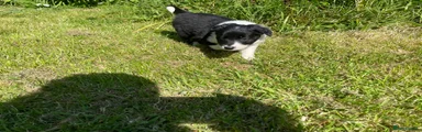 Border Collie Puppy 4