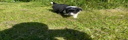 Border Collie dogs for sale: 5 Border Collie Pups  - Advert 8