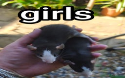Rat rodents for sale: Male and female Dumbo rats - Image 6