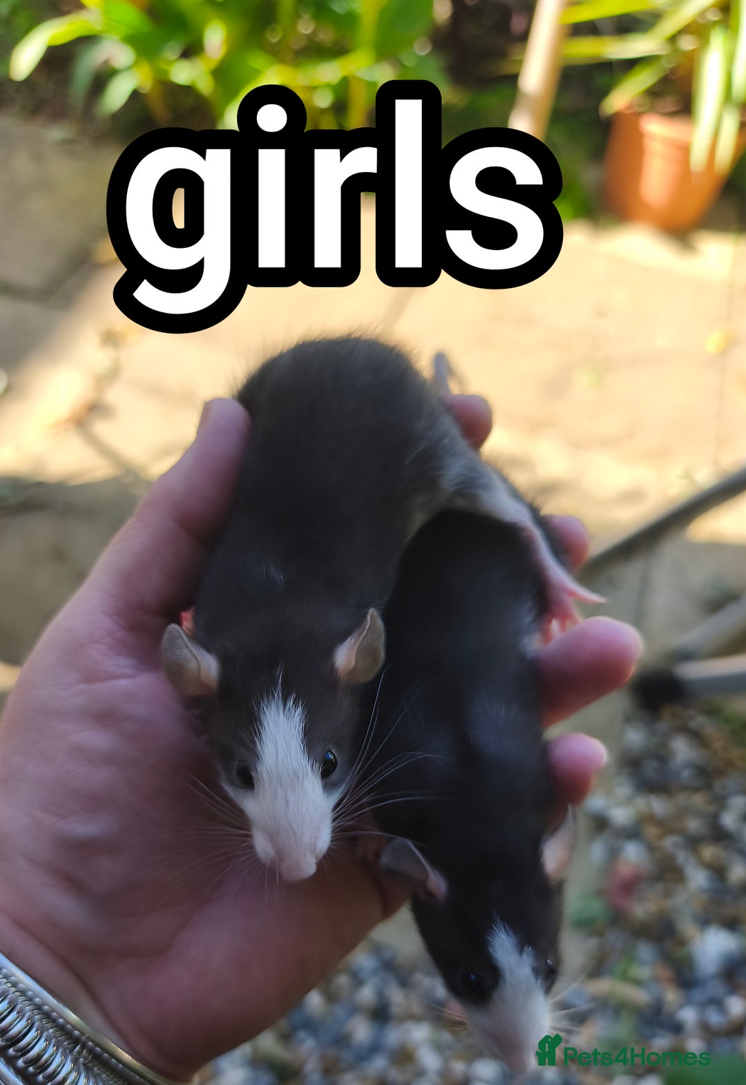 Rat rodents for sale: Male and female Dumbo rats - Image 6