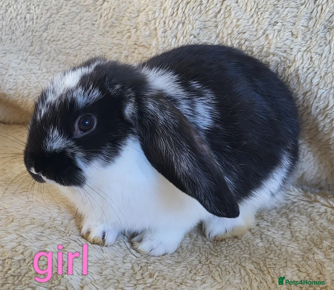 Mixed Breed rabbits for sale: French lop x mini lop - Advert 2