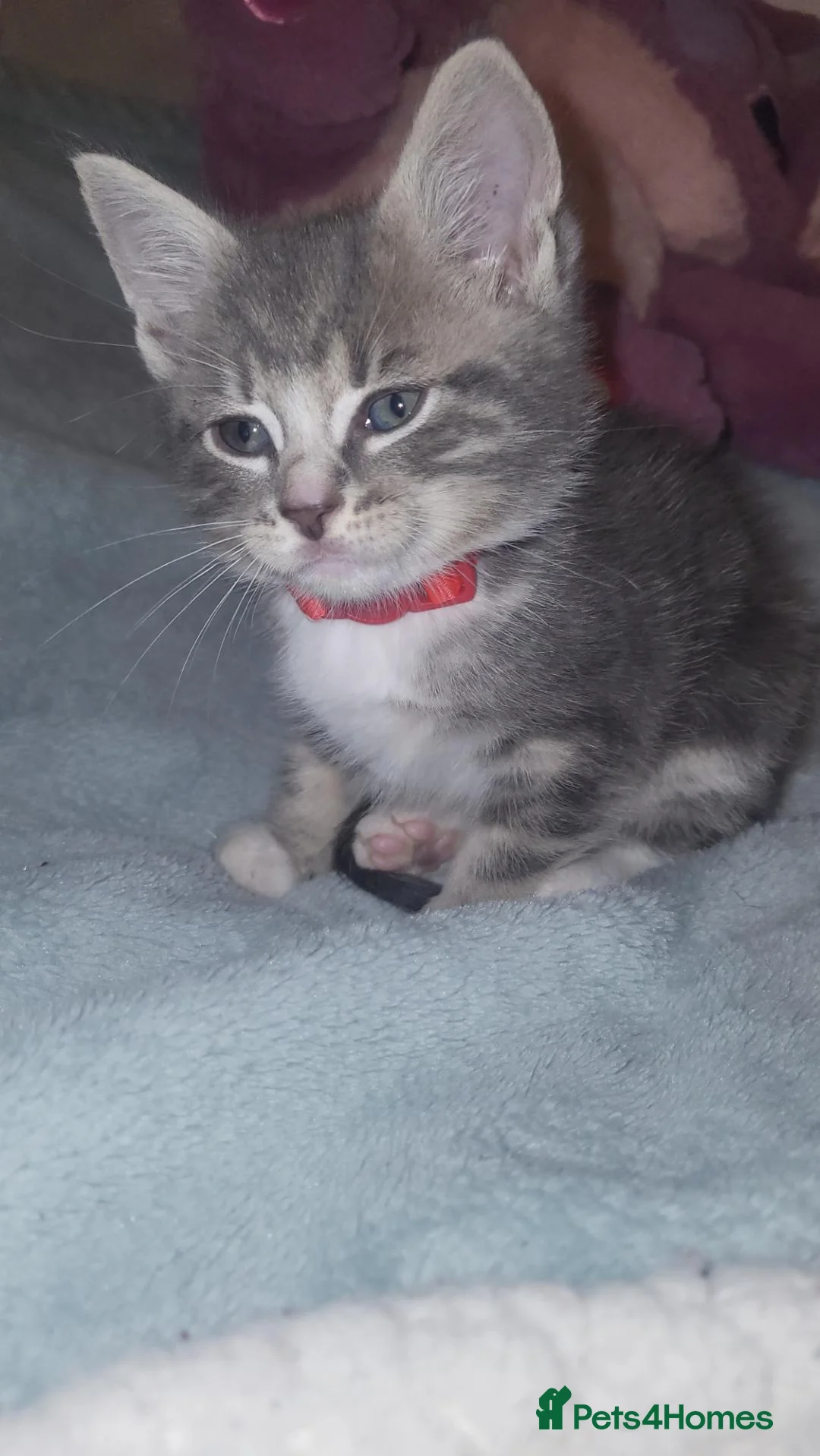 Mixed Breed cats for sale: Beautiful male kitten  - Advert 6