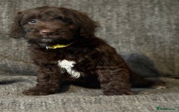 Cockapoo dogs for sale: Gorgeous cockapoo puppies  - Image 9