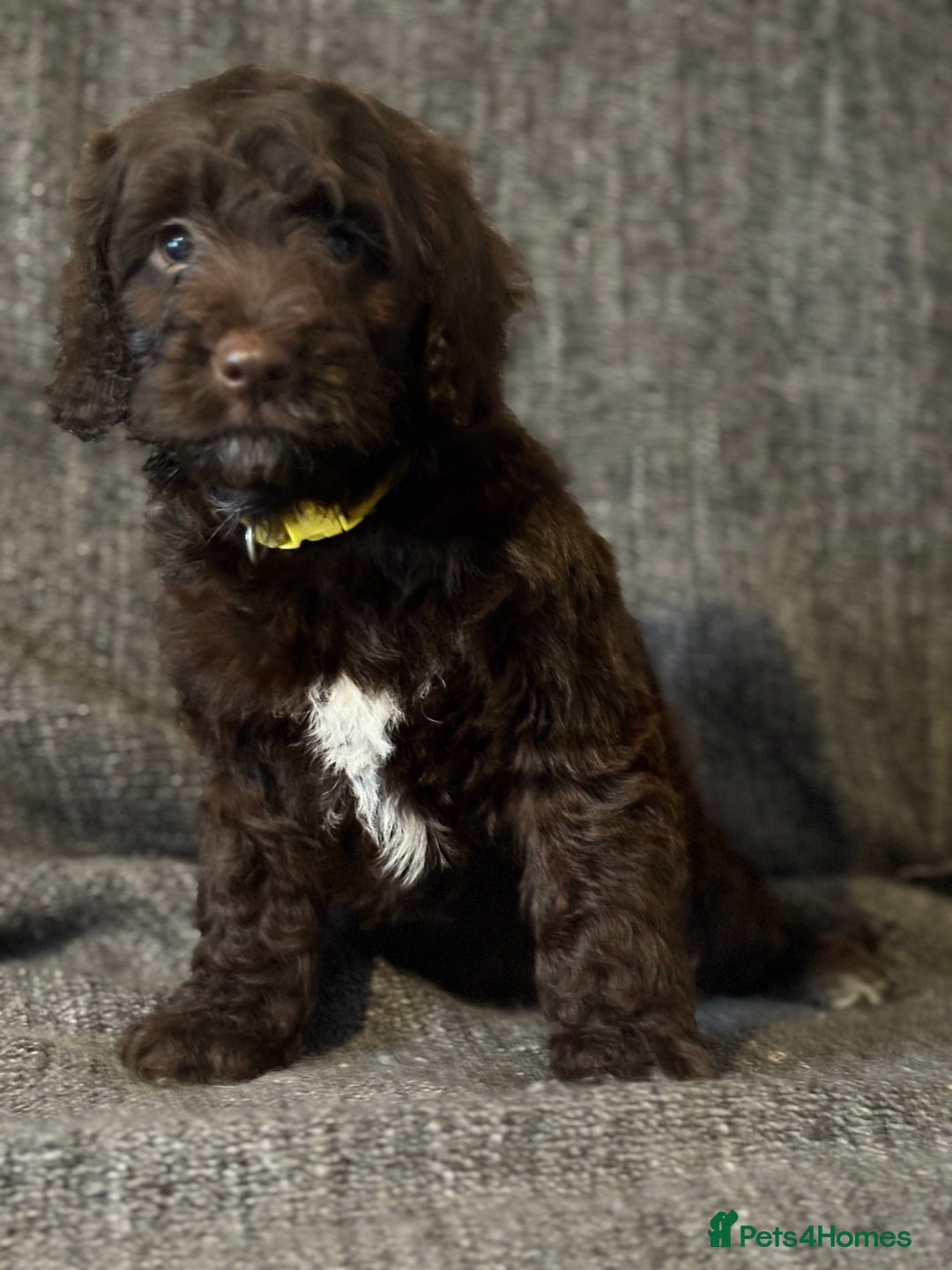 Cockapoo dogs for sale: Gorgeous cockapoo puppies  - Image 9