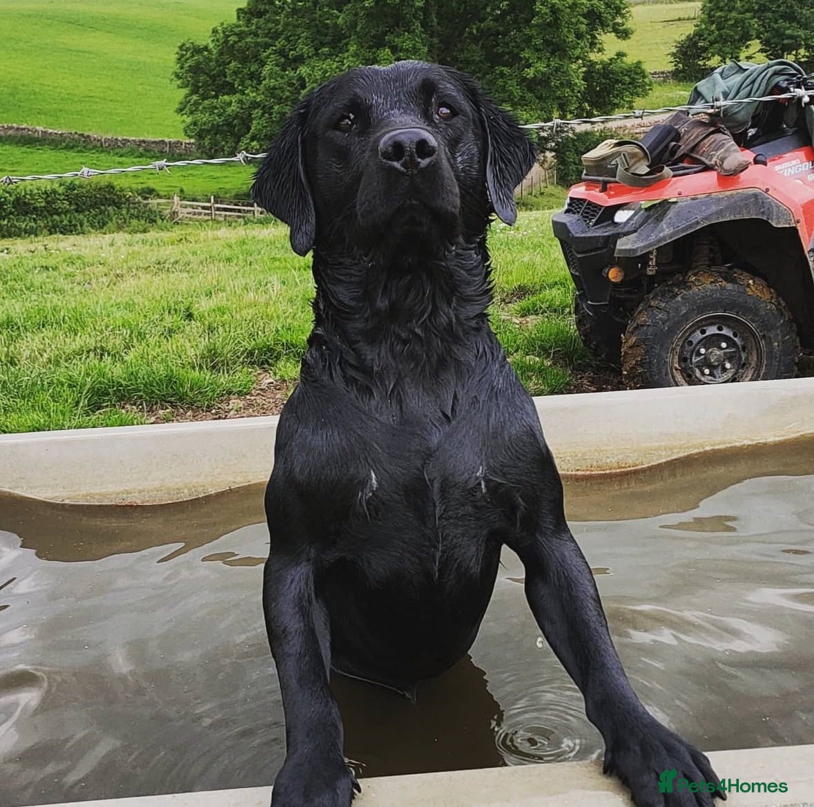 Labrador Retriever dogs Stud, strong, PROVEN! - Advert 1