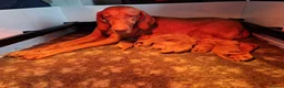 Hungarian Vizsla dogs for sale: Beautiful Hungarian Vizsla Puppies - Advert 10