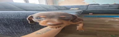 Miniature Dachshund 3