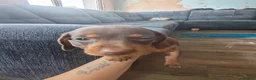 Miniature Dachshund dogs for sale: 4 beautiful Dachshund puppies - Advert 5