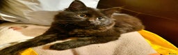 Mixed Breed cats for sale: Kittens for sale  - Advert 6