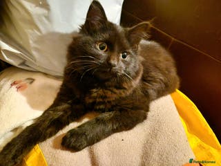 Mixed Breed cats Kittens for sale - Advert 15