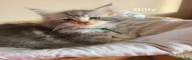 Maine Coon Kitten 3