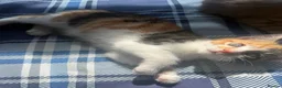 British Shorthair cats for sale: 5 Mixed british shorthair kitten litter  - Advert 15