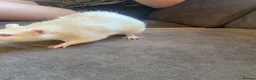 Rat rodents for sale: 2 albino rats  - Advert 3