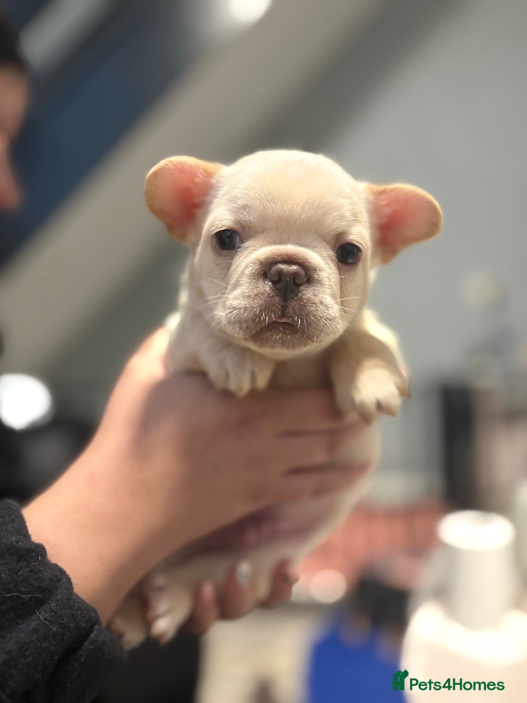 French Bulldog dogs for sale: REDUCED Ready to leave Kc reg Frenchie🐾 - Advert 23