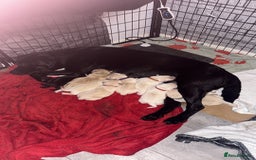 Labrador Retriever dogs for sale: 9 stunning Labrador puppies  - Image 14