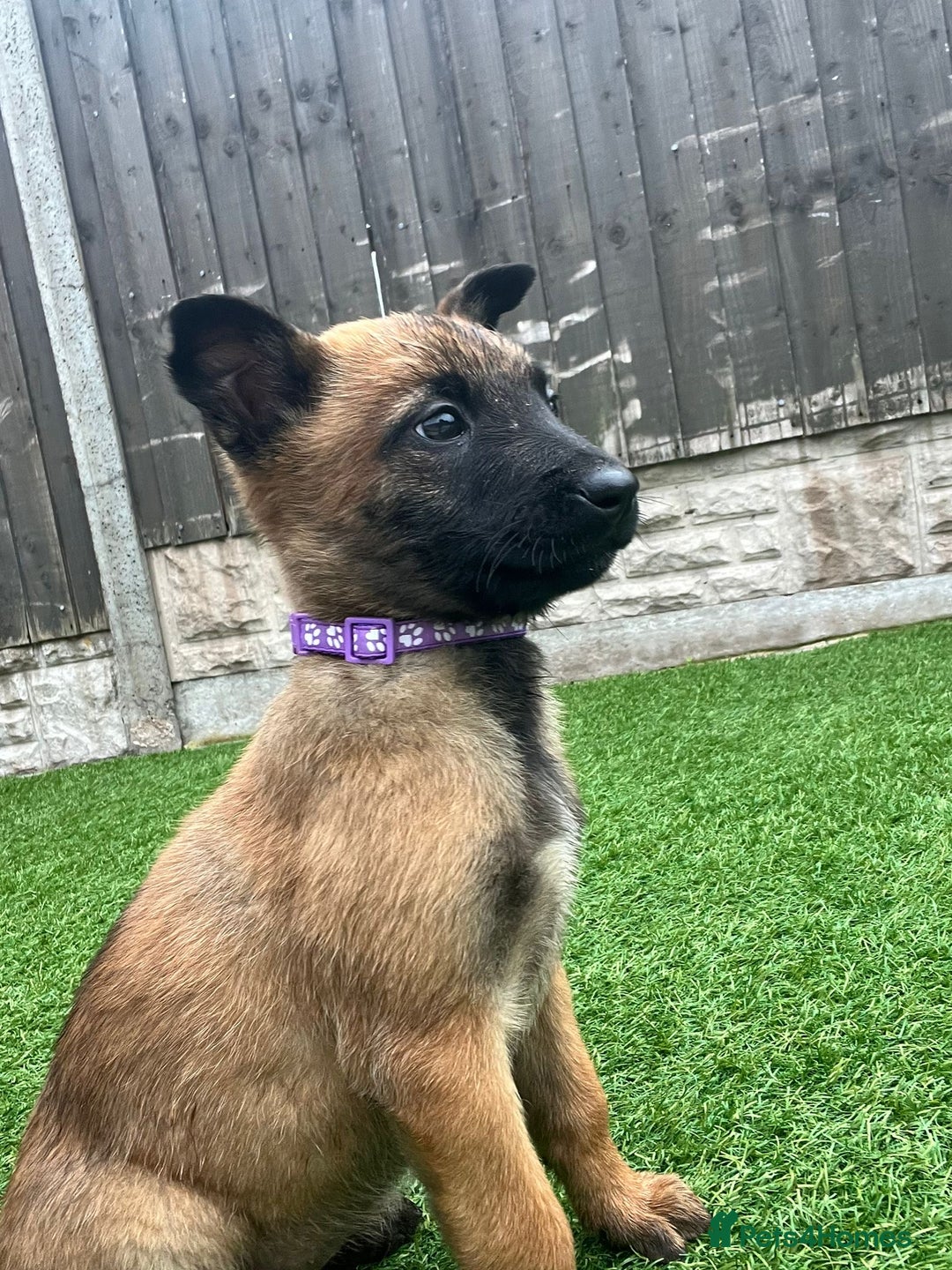 Belgian Shepherd Dog dogs for sale: Belgian malinois  - Image 5