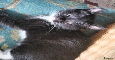 Mixed Breed cats - Advert 12