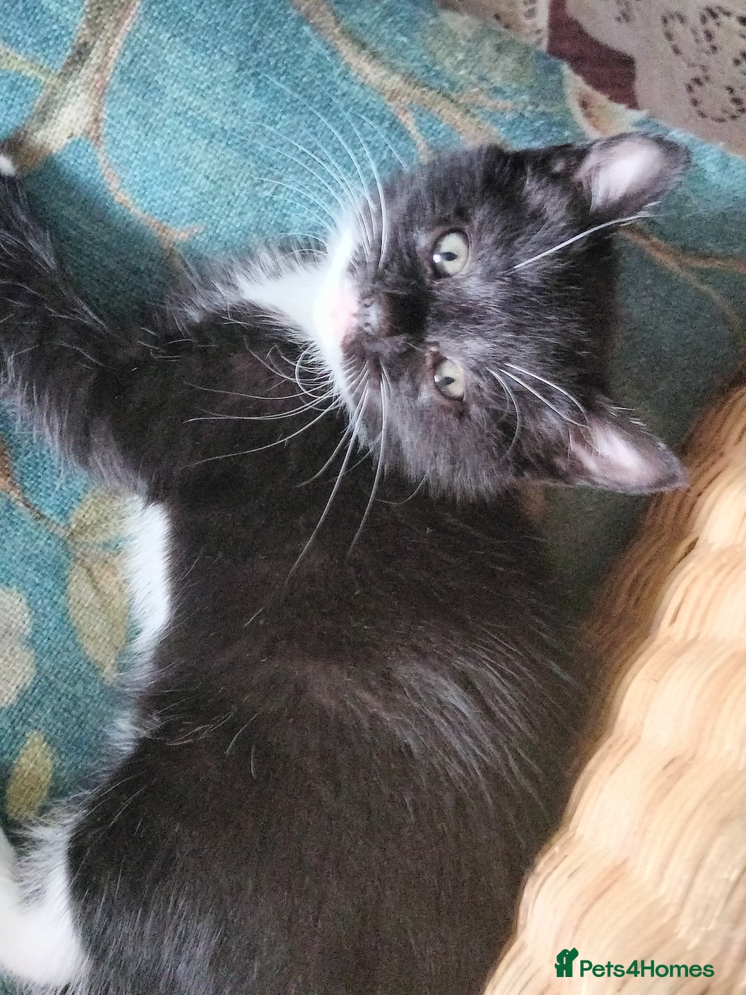 Mixed Breed cats for sale: Adorable kittens looking for loving homes - Image 2