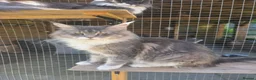 Maine Coon cats for sale: Pedigree Maine Coon Kittens  - Advert 28