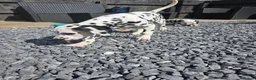 Dalmatian dogs for sale: *1 girl available* StrictlyDals KC Registered  - Advert 5