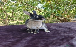 Rex rabbits for sale: Mini Rex Buck - Image 22