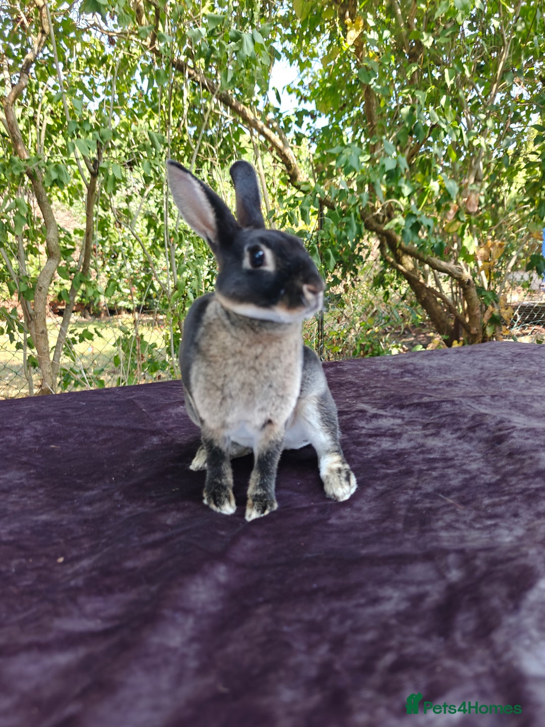 Rex rabbits for sale: Mini Rex Buck - Image 22
