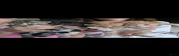 Mixed Breed cats for sale: Mixed kittens for sale  - Advert 4