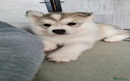 Siberian Husky dogs for sale: Best Quality Siberian Husky Puppies in Scotland - Image 26