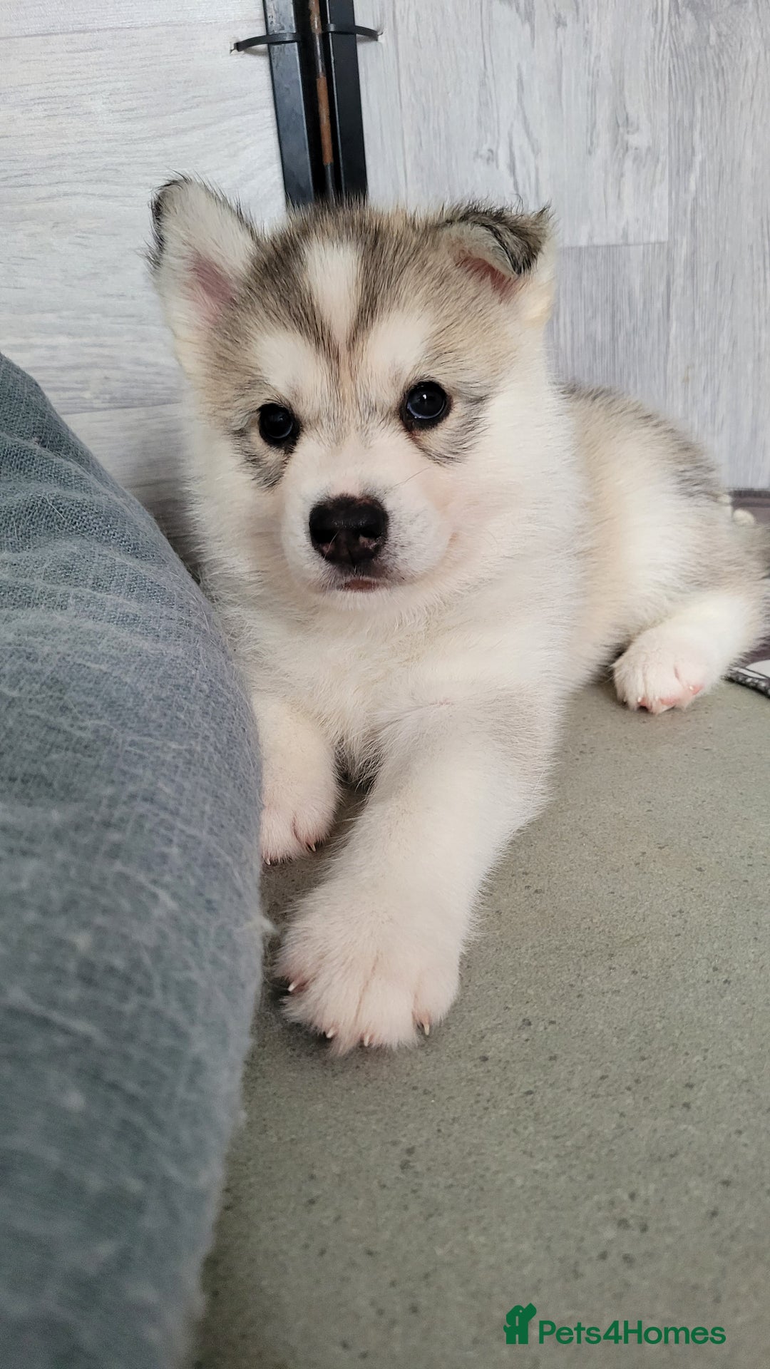 Siberian Husky dogs for sale: Best Quality Siberian Husky Puppies in Scotland - Image 26