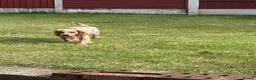 Cocker Spaniel dogs for sale: Beautiful cocker spaniel puppies  - Advert 7