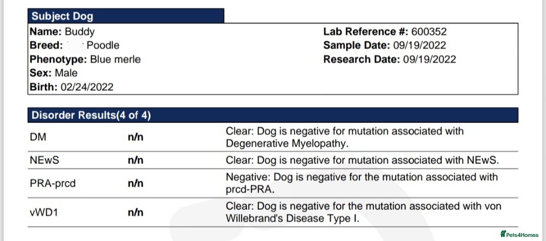 Cockapoo dogs for sale: Beautiful cockapoo puppies hereditary clear - Advert 4