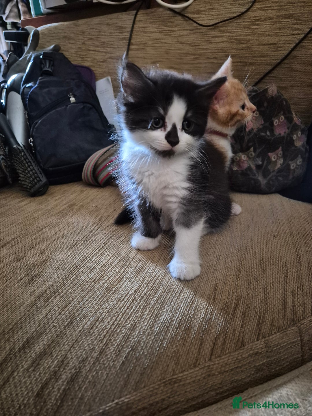 Mixed Breed cats for sale: Litter of kittens - Image 7