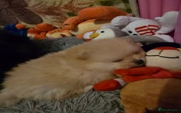 Pomeranian dogs for sale: GEORGEUS LOVELY POMERANIAN PUPPY'S 🐶07587756229🐶 - Image 2
