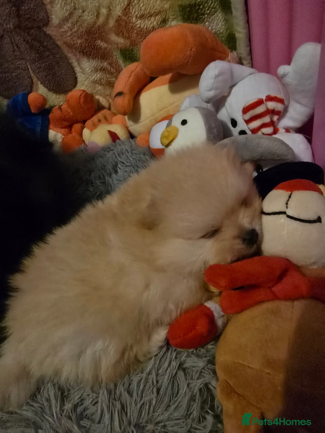 Pomeranian dogs for sale: GEORGEUS LOVELY POMERANIAN PUPPY'S 🐶07587756229🐶 - Image 2