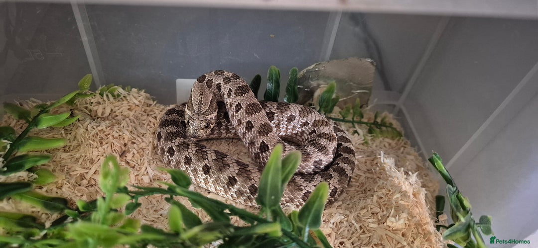 Snake reptiles for sale: Pair of hognose snakes cb23 - Image 1