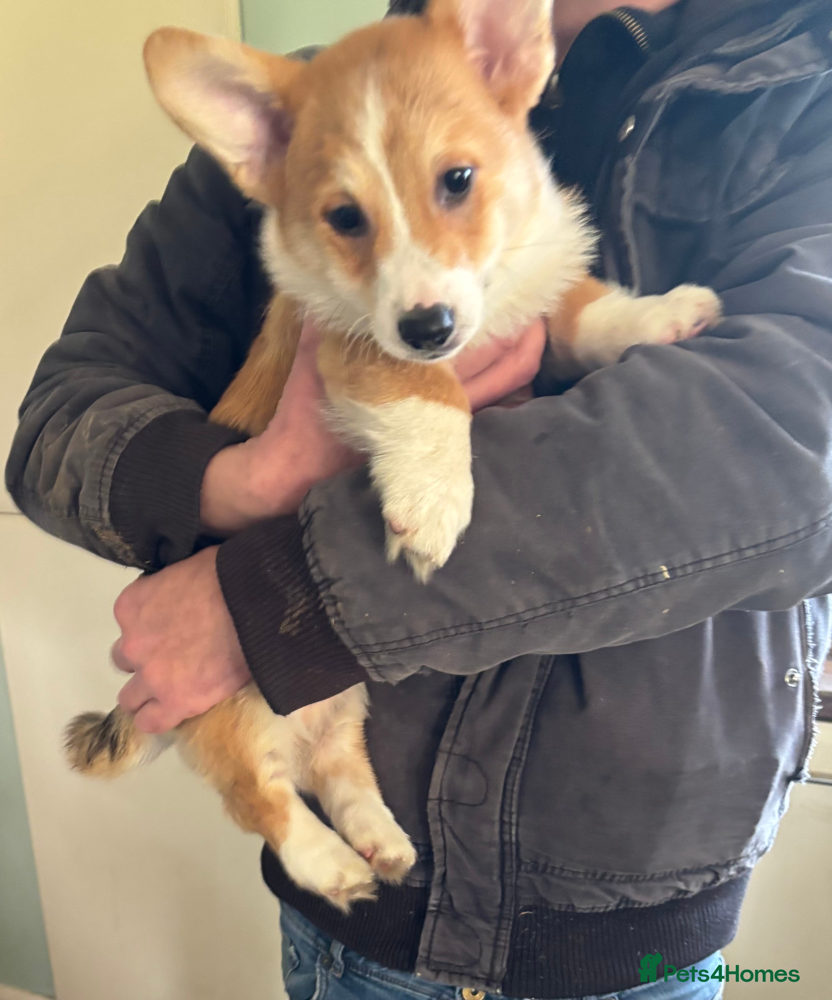 Welsh Corgi Pembroke dogs Pembroke Corgis boy - Advert 2