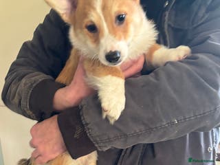 Welsh Corgi Pembroke dogs Pembroke Corgis boy - Advert 2