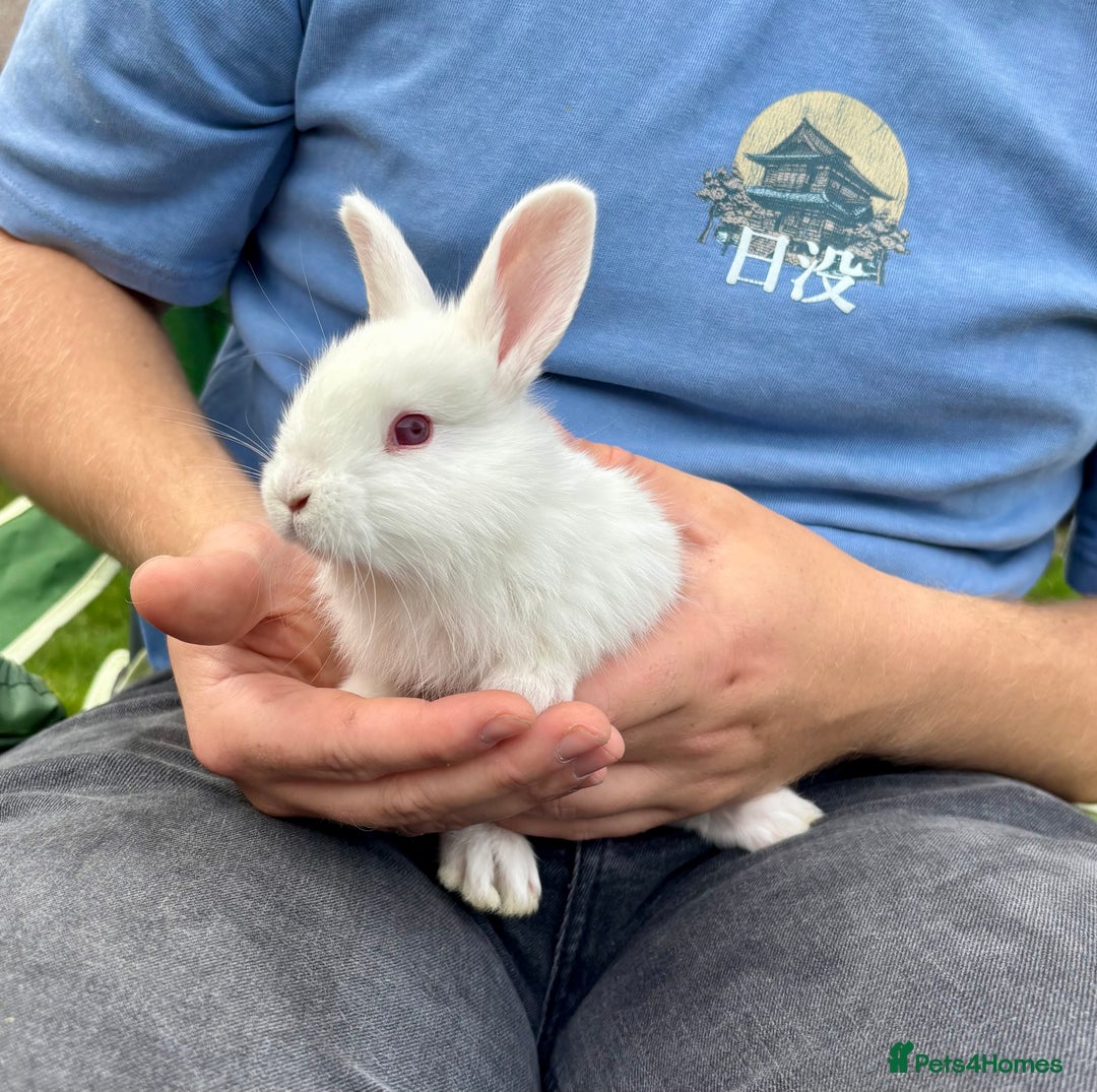 New Zealand rabbits for sale: White New Zealand Rabbits for Sale - Image 4