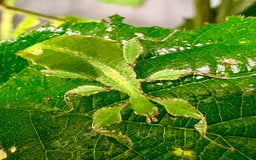 Stick Insects invertebrates for sale: Cryptophyllium limogesi nymphs (leaf insects) - Image 5